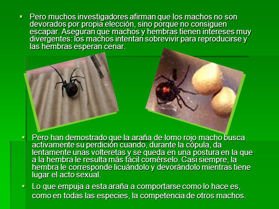 Pero muchos investigadores afirman que los machos no son devorados por propia elección, sino porque no consiguen escapar. Aseguran que machos y hembras tienen intereses muy divergentes: los machos intentan sobrevivir para reproducirse y las hembras esperan cenar.