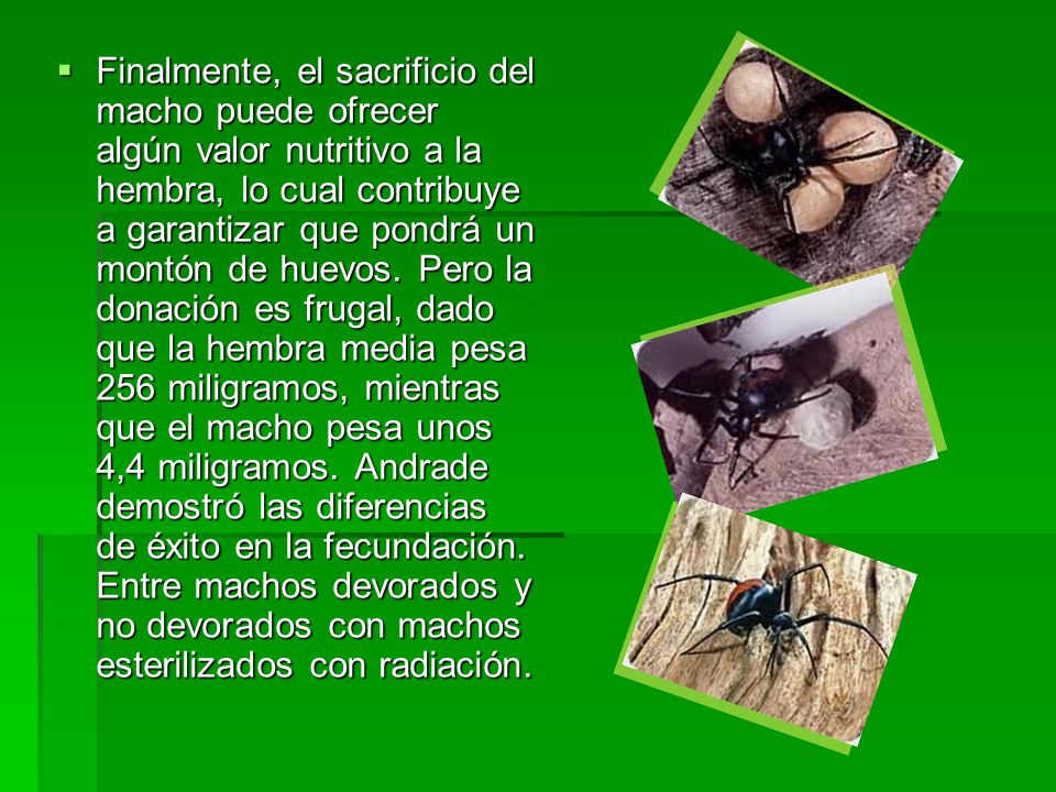 Finalmente, el sacrificio del macho puede ofrecer algún valor nutritivo a la hembra, lo cual contribuye a garantizar que pondrá un montón de huevos.