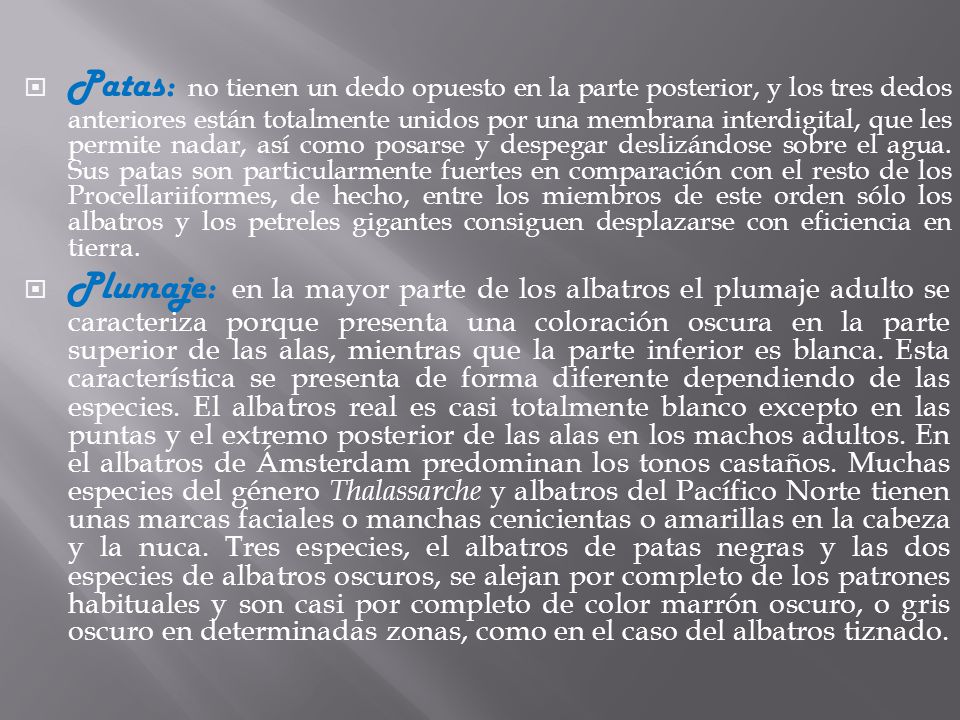 Patas: no tienen un dedo opuesto en la parte posterior, y los tres dedos anteriores están totalmente unidos por una membrana interdigital, que les permite nadar, así como posarse y despegar deslizándose sobre el agua. Sus patas son particularmente fuertes en comparación con el resto de los Procellariiformes, de hecho, entre los miembros de este orden sólo los albatros y los petreles gigantes consiguen desplazarse con eficiencia en tierra.