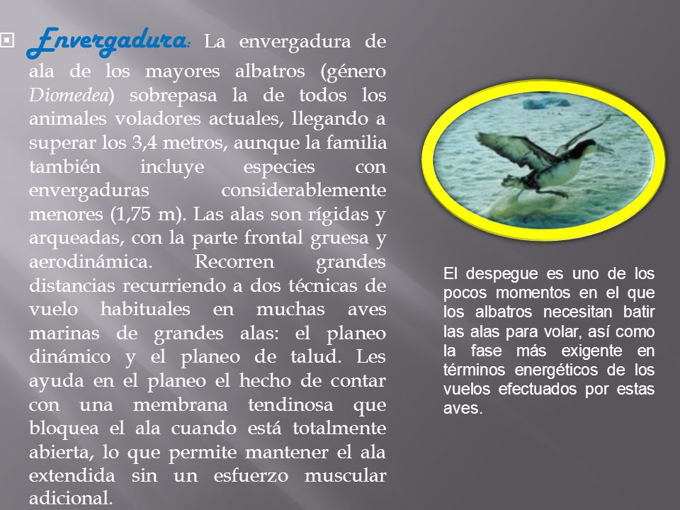 Envergadura: La envergadura de ala de los mayores albatros (género Diomedea) sobrepasa la de todos los animales voladores actuales, llegando a superar los 3,4 metros, aunque la familia también incluye especies con envergaduras considerablemente menores (1,75 m). Las alas son rígidas y arqueadas, con la parte frontal gruesa y aerodinámica. Recorren grandes distancias recurriendo a dos técnicas de vuelo habituales en muchas aves marinas de grandes alas: el planeo dinámico y el planeo de talud. Les ayuda en el planeo el hecho de contar con una membrana tendinosa que bloquea el ala cuando está totalmente abierta, lo que permite mantener el ala extendida sin un esfuerzo muscular adicional.