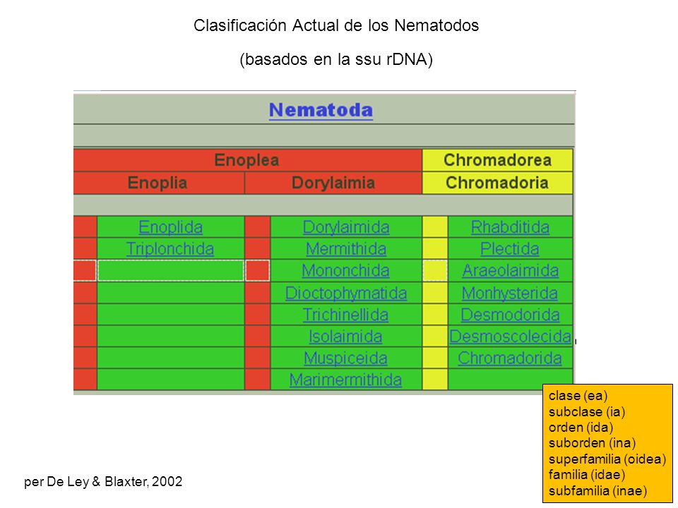 Clasificación Actual de los Nematodos (basados ​​en la ssu rDNA)