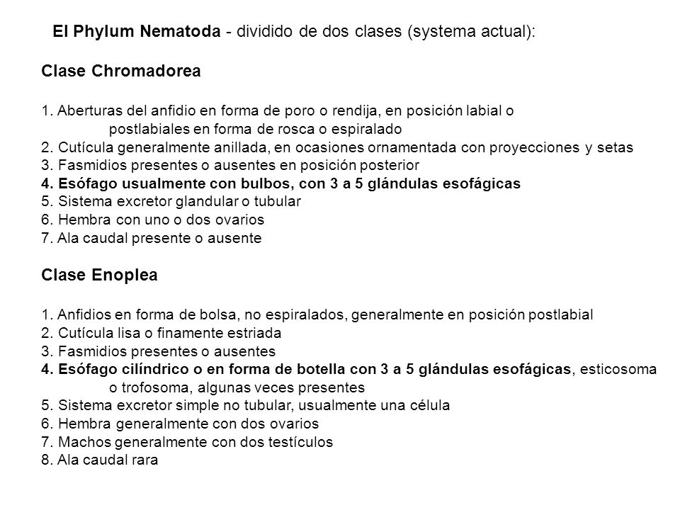 El Phylum Nematoda - dividido de dos clases (systema actual):