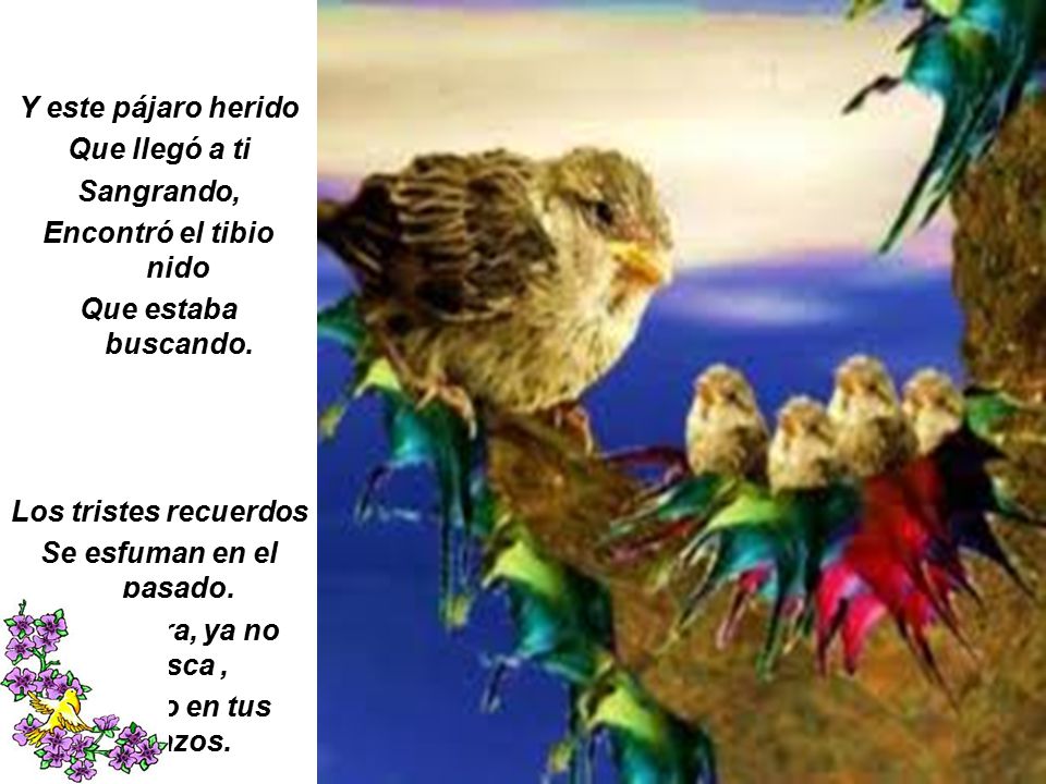 Y este pájaro herido Que llegó a ti. Sangrando, Encontró el tibio nido. Que estaba buscando. Los tristes recuerdos.