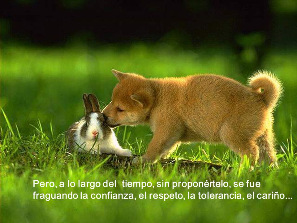 Pero, a lo largo del tiempo, sin proponértelo, se fue fraguando la confianza, el respeto, la tolerancia, el cariño...