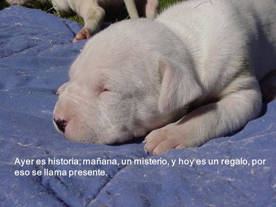 Ayer es historia; mañana, un misterio, y hoy es un regalo, por eso se llama presente.
