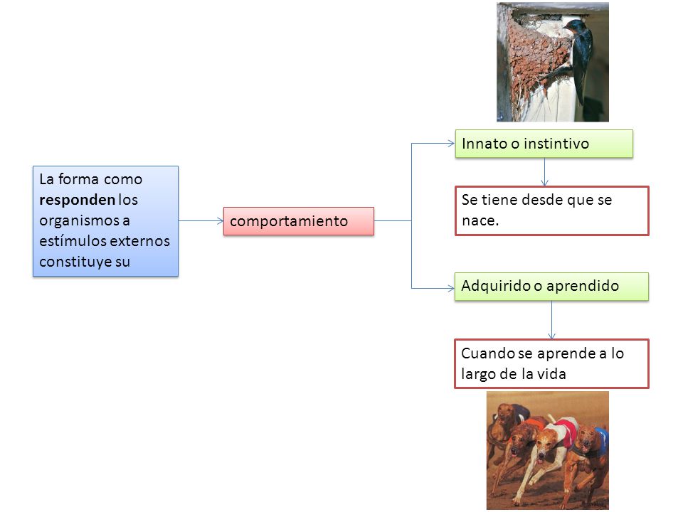 Innato o instintivo La forma como responden los organismos a estímulos externos constituye su. Se tiene desde que se nace.