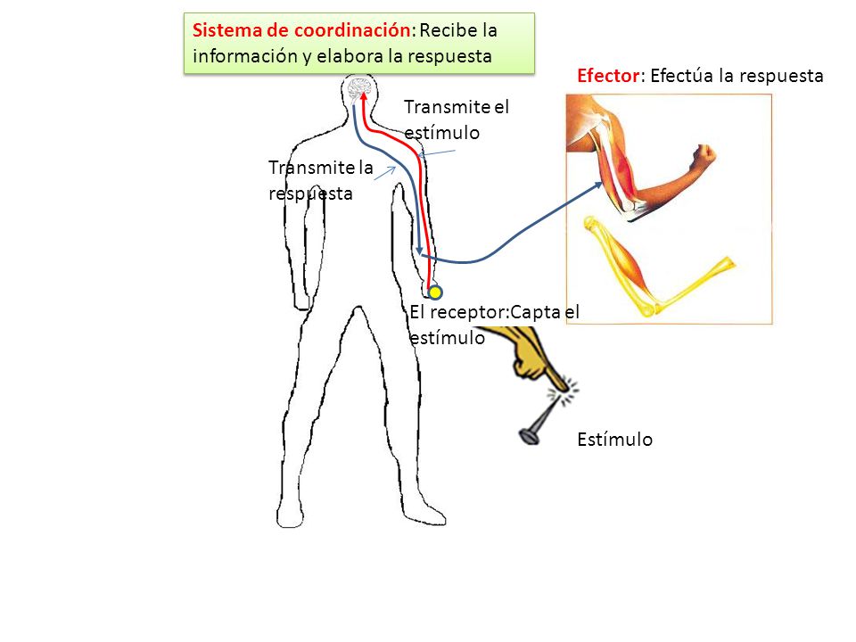 Sistema de coordinación: Recibe la información y elabora la respuesta