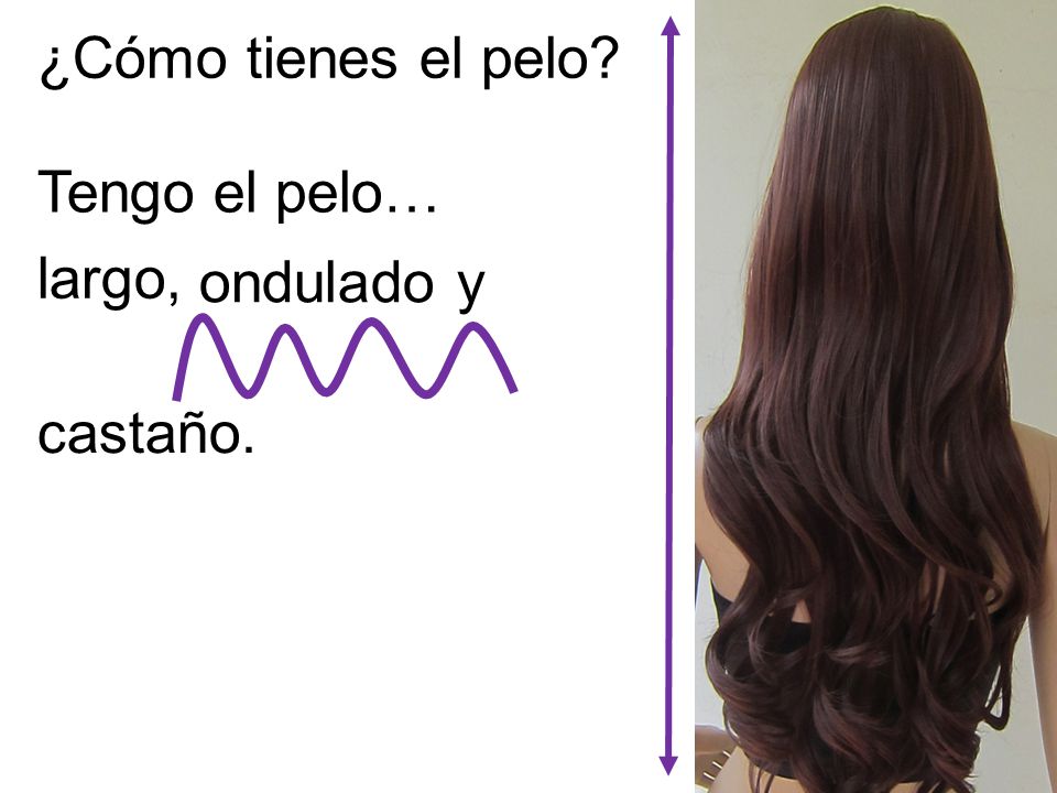 ¿Cómo tienes el pelo Tengo el pelo… largo, ondulado y castaño.