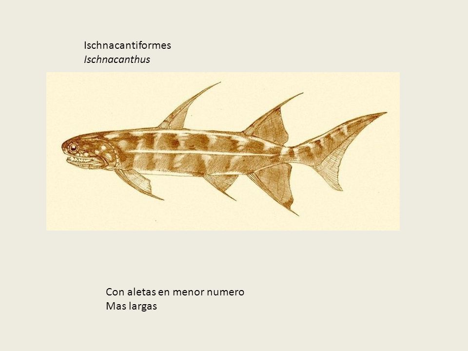 Ischnacantiformes Ischnacanthus Con aletas en menor numero Mas largas