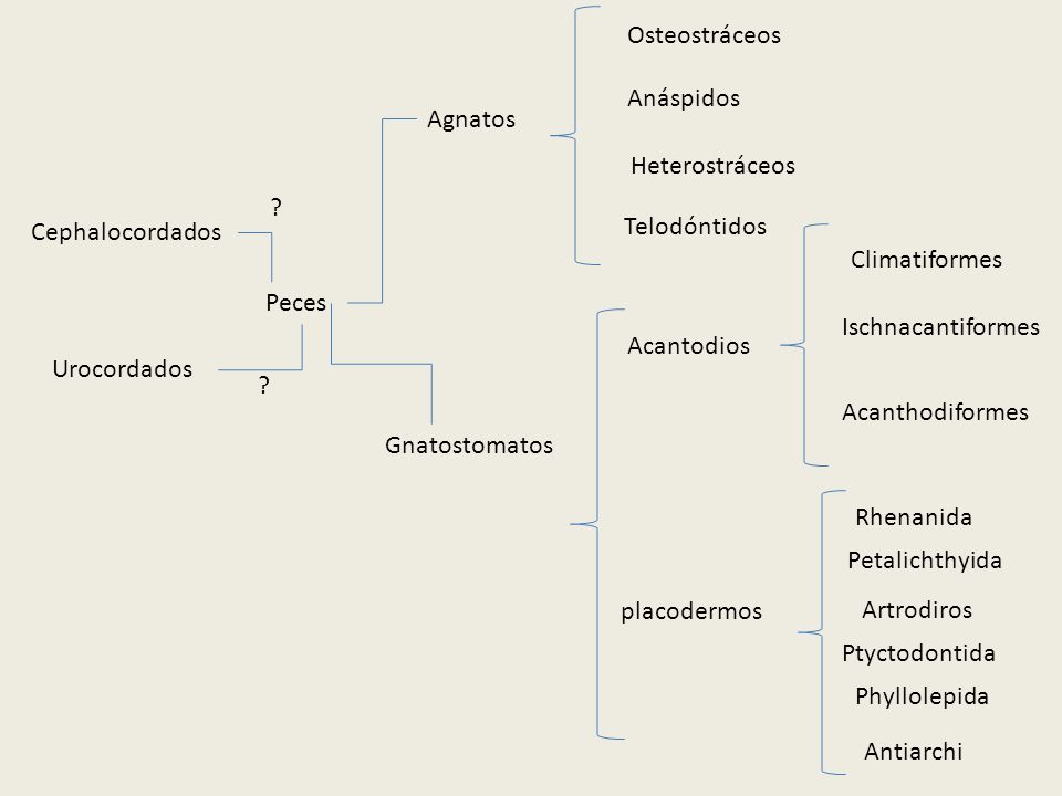 Osteostráceos Anáspidos. Agnatos. Heterostráceos. Cephalocordados. Telodóntidos. Climatiformes.
