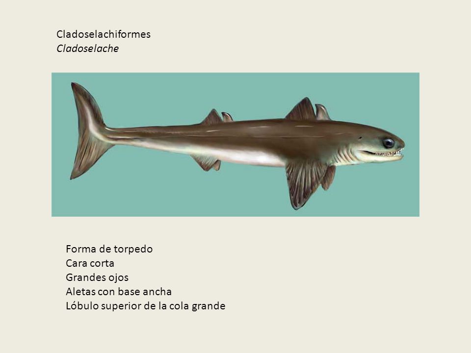 Cladoselachiformes Cladoselache. Forma de torpedo. Cara corta. Grandes ojos. Aletas con base ancha.