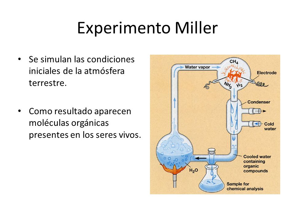 Experimento Miller Se simulan las condiciones iniciales de la atmósfera terrestre.