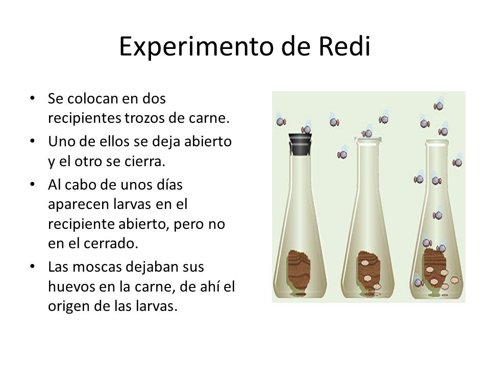 Experimento de Redi Se colocan en dos recipientes trozos de carne.