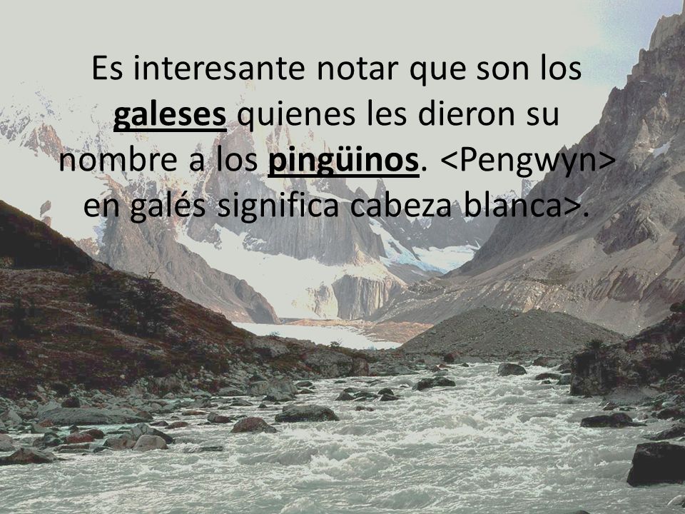Es interesante notar que son los galeses quienes les dieron su nombre a los pingüinos.