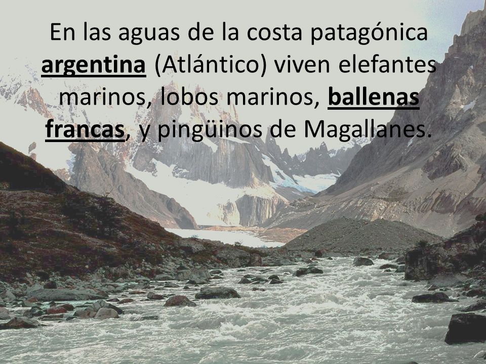 En las aguas de la costa patagónica argentina (Atlántico) viven elefantes marinos, lobos marinos, ballenas francas, y pingüinos de Magallanes.