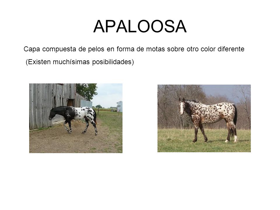 APALOOSA Capa compuesta de pelos en forma de motas sobre otro color diferente.