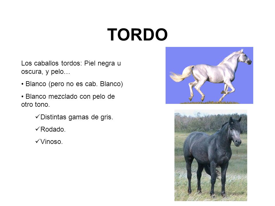 TORDO Los caballos tordos: Piel negra u oscura, y pelo…