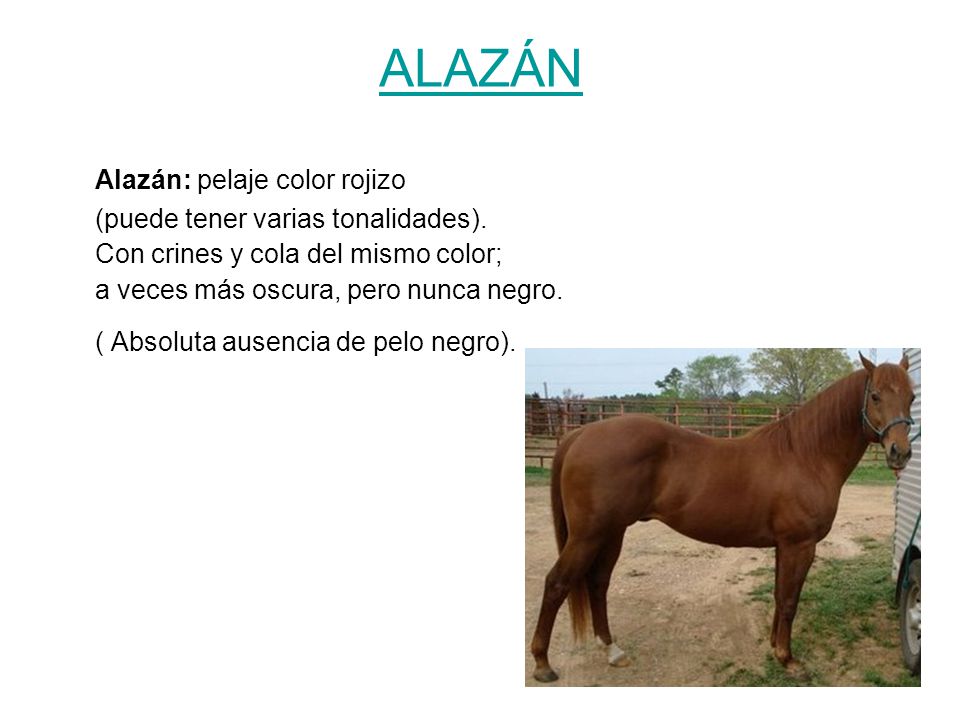 ALAZÁN Alazán: pelaje color rojizo (puede tener varias tonalidades).