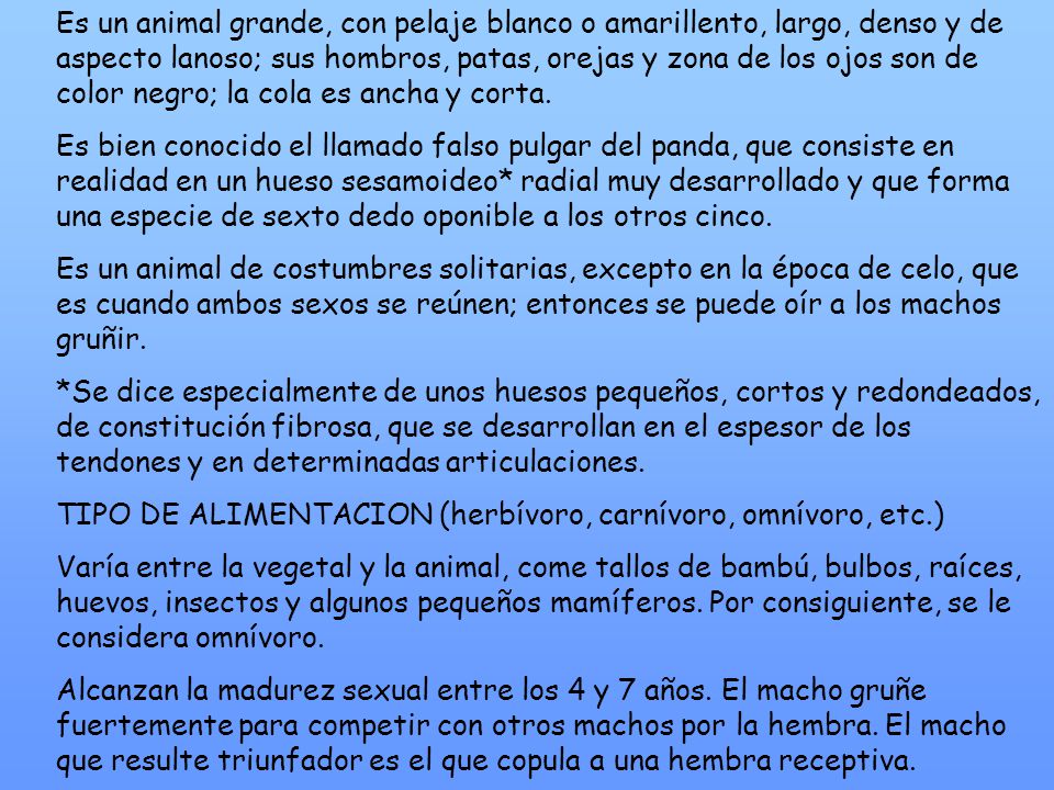 Es un animal grande, con pelaje blanco o amarillento, largo, denso y de aspecto lanoso; sus hombros, patas, orejas y zona de los ojos son de color negro; la cola es ancha y corta.
