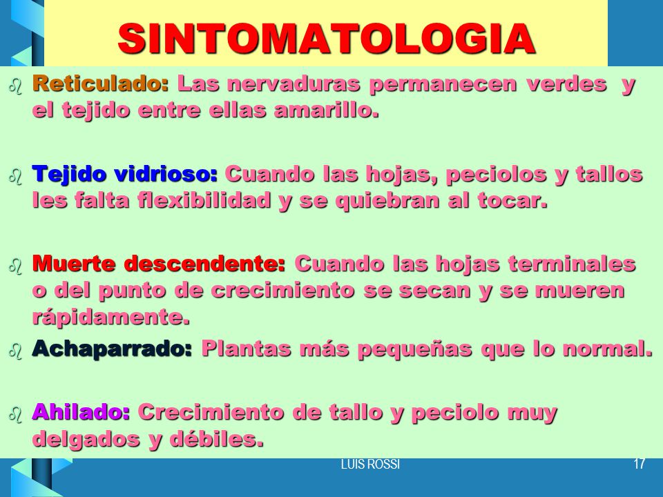 SINTOMATOLOGIA Reticulado: Las nervaduras permanecen verdes y el tejido entre ellas amarillo.