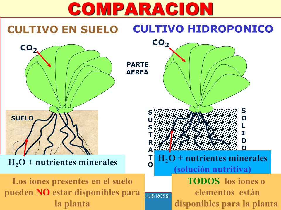 COMPARACION CULTIVO EN SUELO CULTIVO HIDROPONICO PARTE AEREA S U T R A