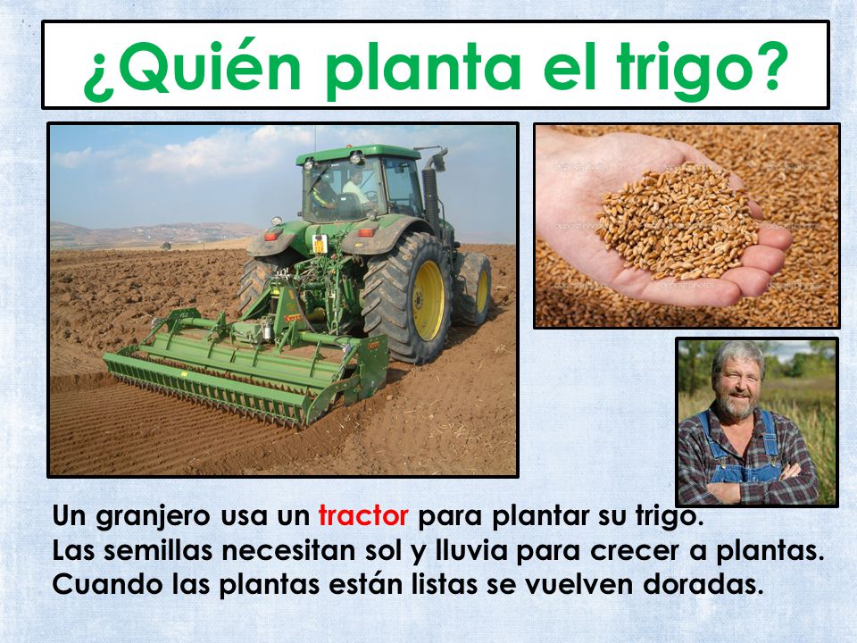 ¿Quién planta el trigo Un granjero usa un tractor para plantar su trigo. Las semillas necesitan sol y lluvia para crecer a plantas.