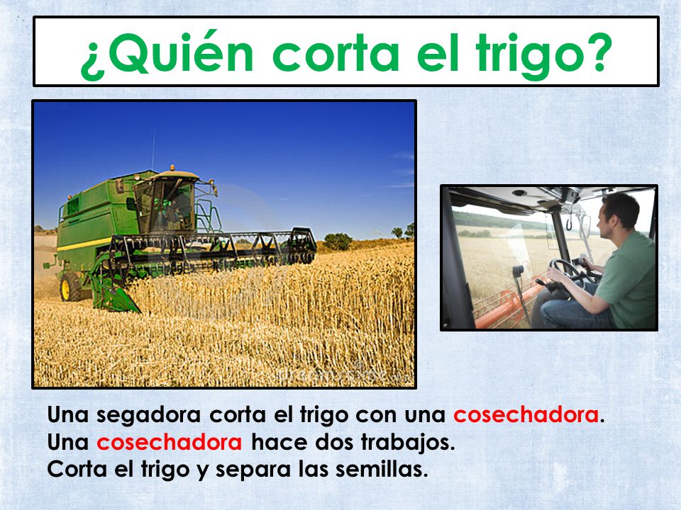 ¿Quién corta el trigo Una segadora corta el trigo con una cosechadora. Una cosechadora hace dos trabajos.