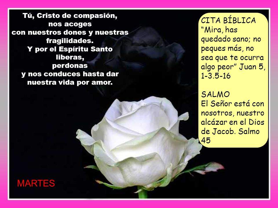 Tú, Cristo de compasión, nos acoges. con nuestros dones y nuestras fragilidades. Y por el Espíritu Santo.