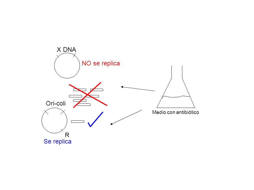 R Ori-coli X DNA NO se replica Se replica Medio con antibiótico