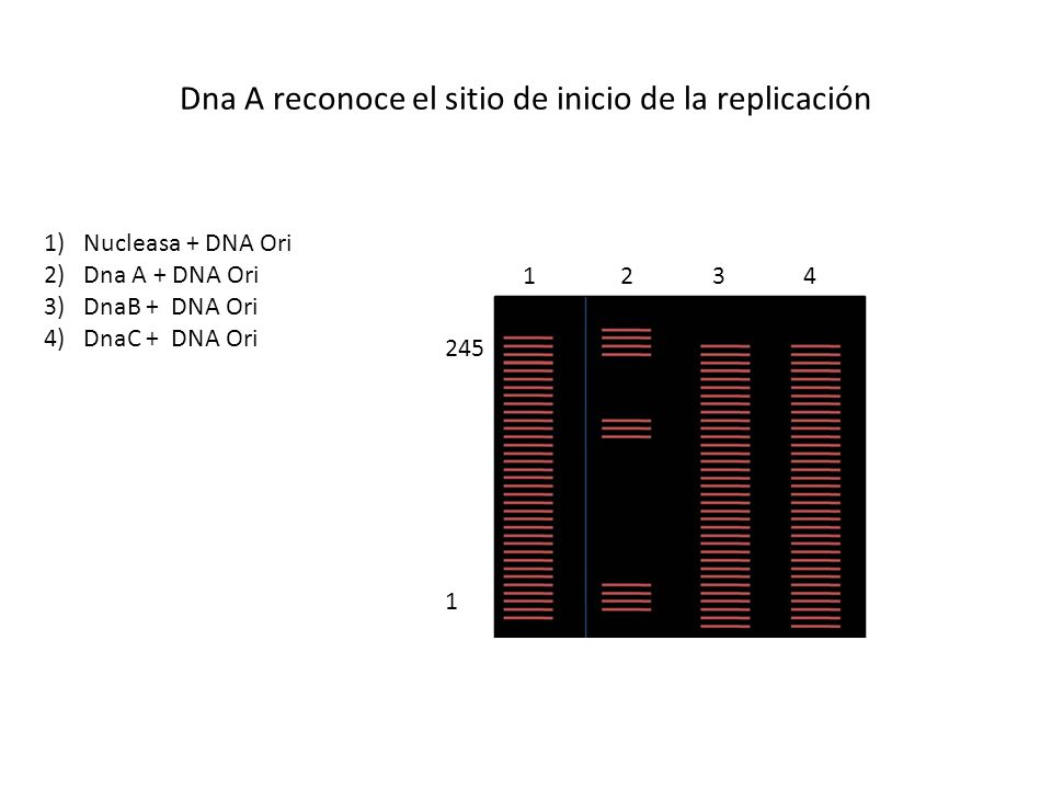 Dna A reconoce el sitio de inicio de la replicación
