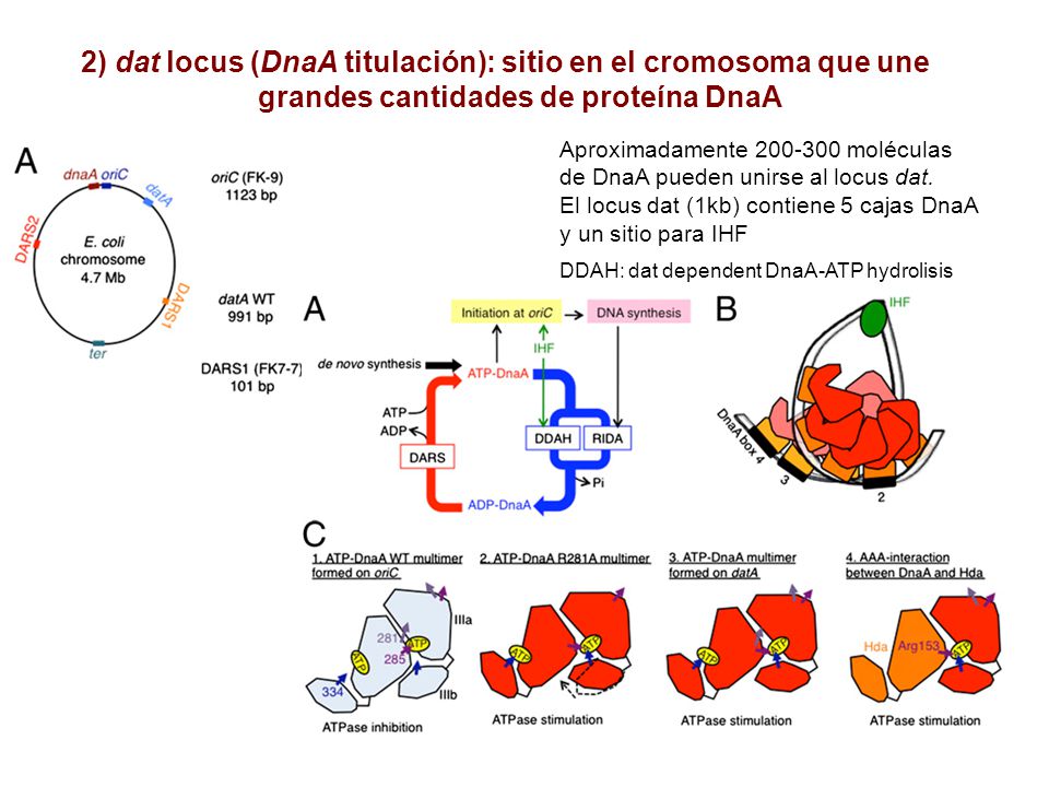 2) dat locus (DnaA titulación): sitio en el cromosoma que une