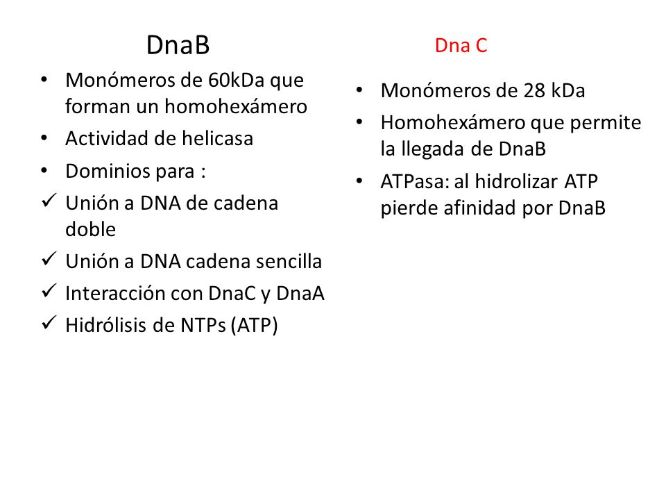 DnaB Dna C Monómeros de 60kDa que forman un homohexámero