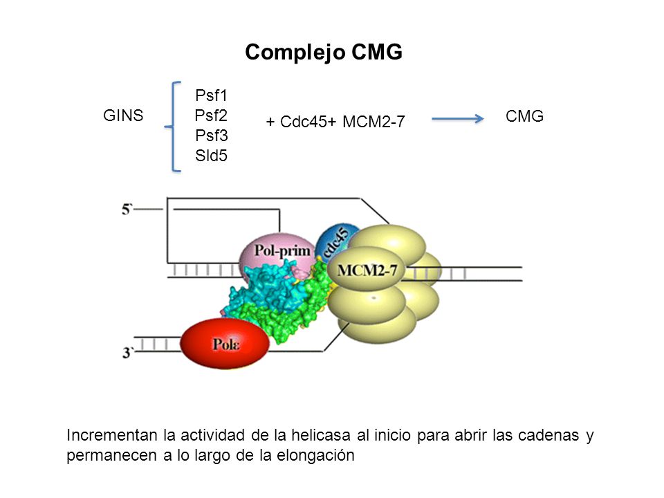 Complejo CMG Psf1 GINS Psf2 Psf3 CMG + Cdc45+ MCM2-7 Sld5
