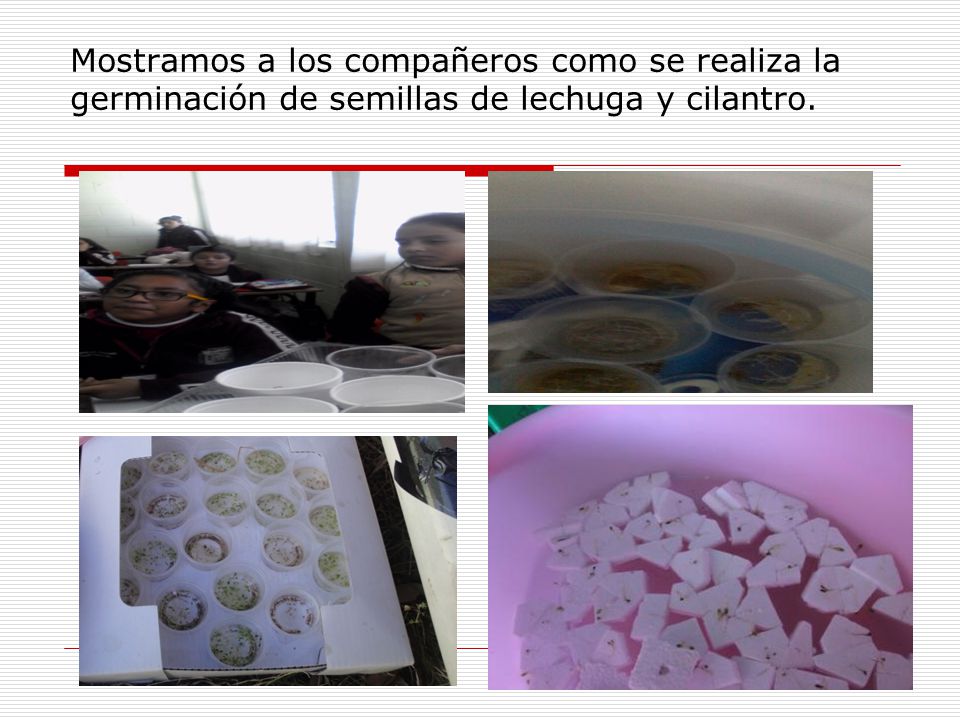 Mostramos a los compañeros como se realiza la germinación de semillas de lechuga y cilantro.