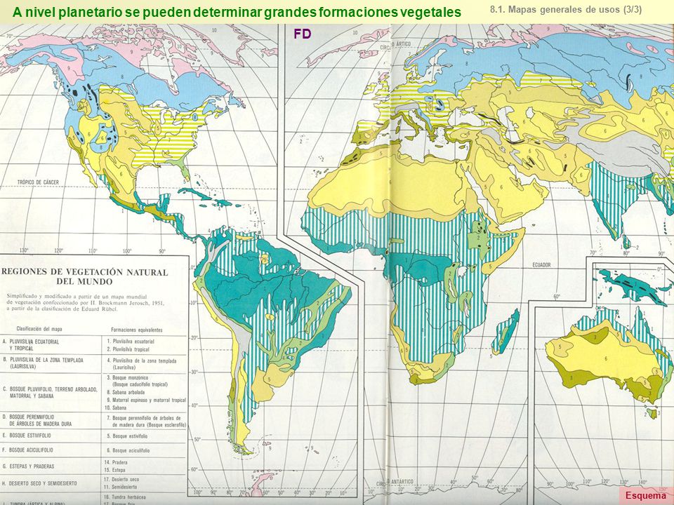A nivel planetario se pueden determinar grandes formaciones vegetales