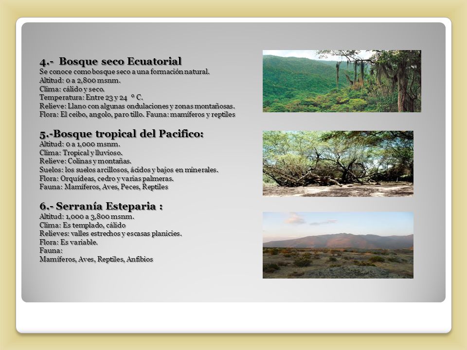 4.- Bosque seco Ecuatorial Se conoce como bosque seco a una formación natural.