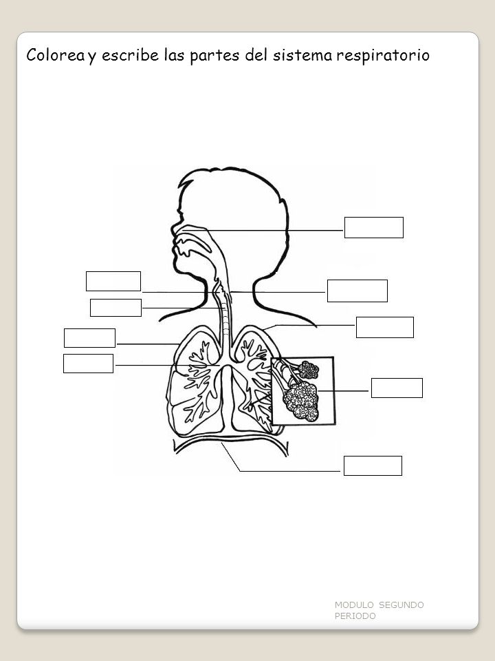 Colorea y escribe las partes del sistema respiratorio
