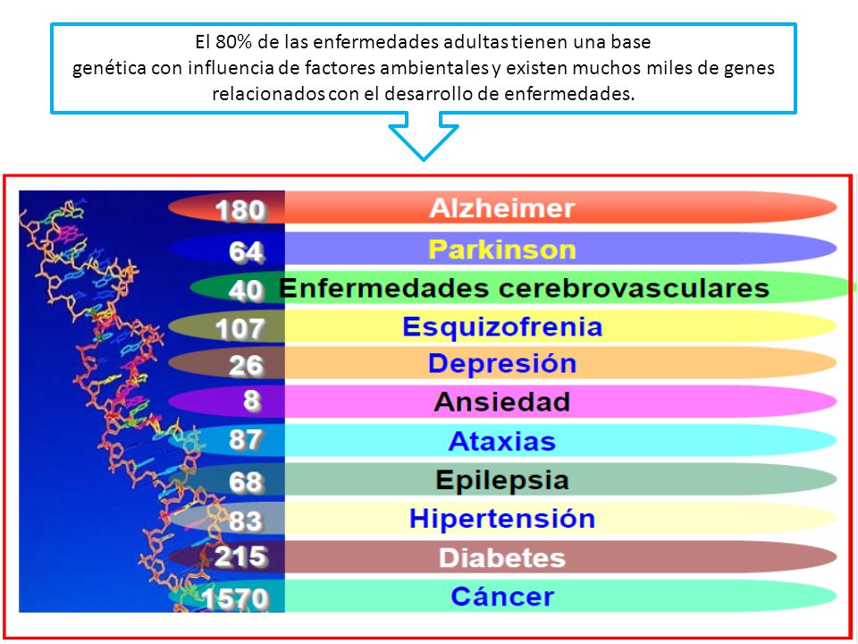 El 80% de las enfermedades adultas tienen una base genética con influencia de factores ambientales y existen muchos miles de genes relacionados con el desarrollo de enfermedades.