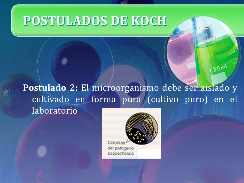 POSTULADOS DE KOCH Postulado 2: El microorganismo debe ser aislado y cultivado en forma pura (cultivo puro) en el laboratorio.