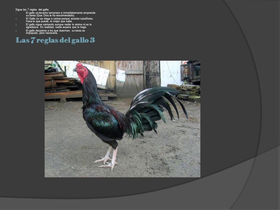 Las 7 reglas del gallo 3 Sigue las 7 reglas del gallo: