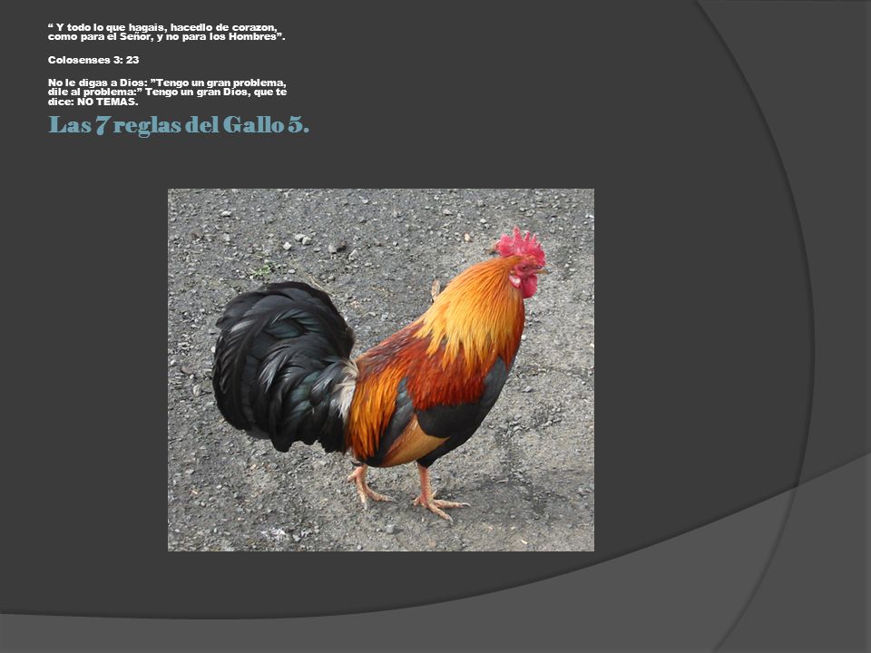 Y todo lo que hagais, hacedlo de corazon, como para el Señor, y no para los Hombres .