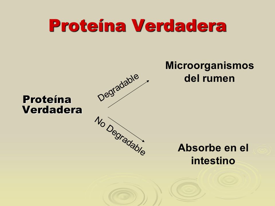 Microorganismos del rumen Absorbe en el intestino