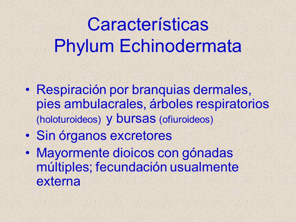 Características Phylum Echinodermata