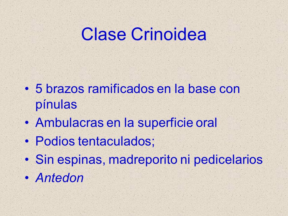 Clase Crinoidea 5 brazos ramificados en la base con pínulas