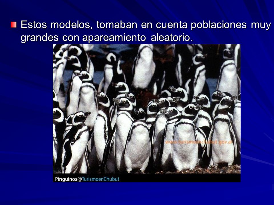 Estos modelos, tomaban en cuenta poblaciones muy grandes con apareamiento aleatorio.
