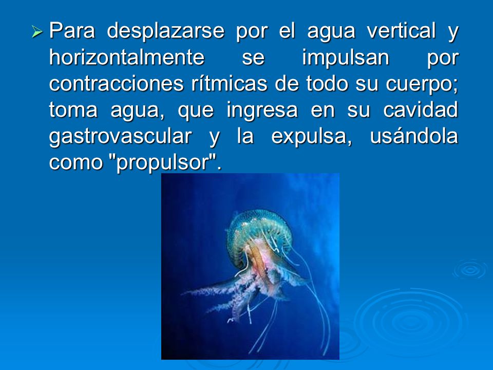 Para desplazarse por el agua vertical y horizontalmente se impulsan por contracciones rítmicas de todo su cuerpo; toma agua, que ingresa en su cavidad gastrovascular y la expulsa, usándola como propulsor .