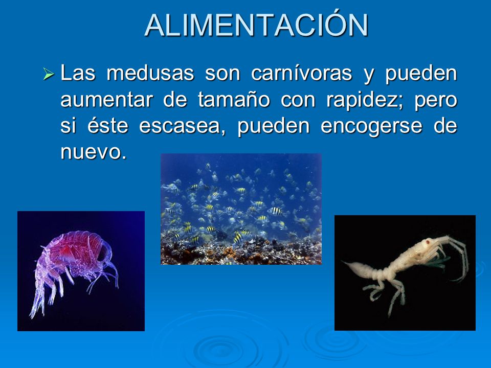ALIMENTACIÓN Las medusas son carnívoras y pueden aumentar de tamaño con rapidez; pero si éste escasea, pueden encogerse de nuevo.