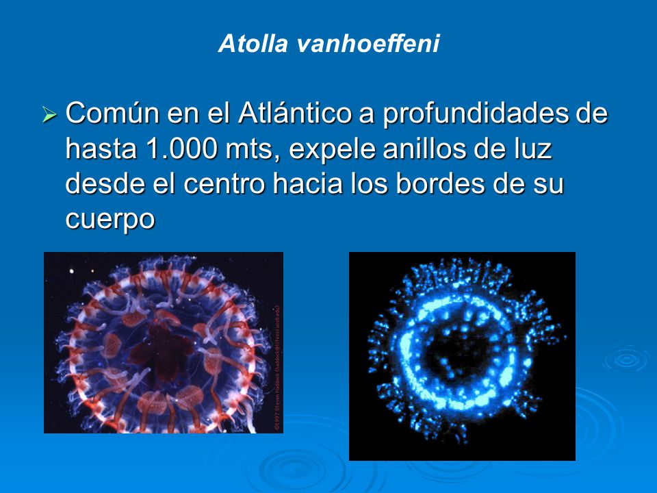 Atolla vanhoeffeni Común en el Atlántico a profundidades de hasta mts, expele anillos de luz desde el centro hacia los bordes de su cuerpo.
