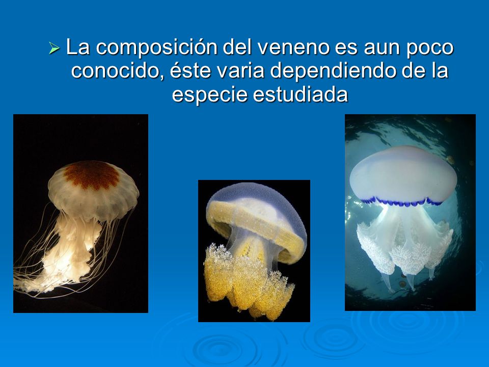 La composición del veneno es aun poco conocido, éste varia dependiendo de la especie estudiada