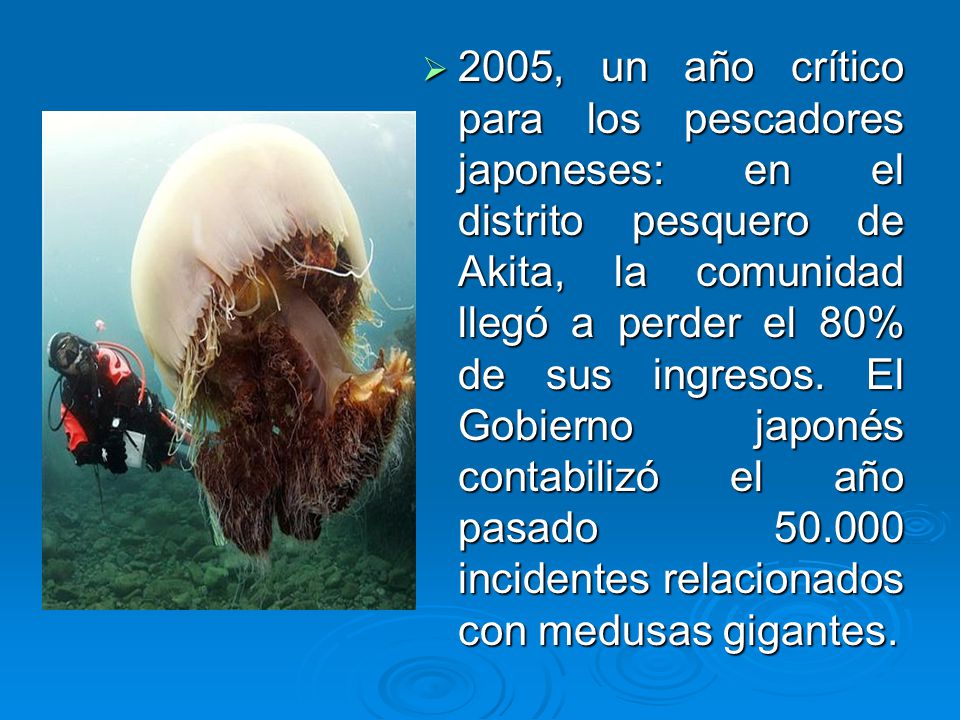 2005, un año crítico para los pescadores japoneses: en el distrito pesquero de Akita, la comunidad llegó a perder el 80% de sus ingresos.